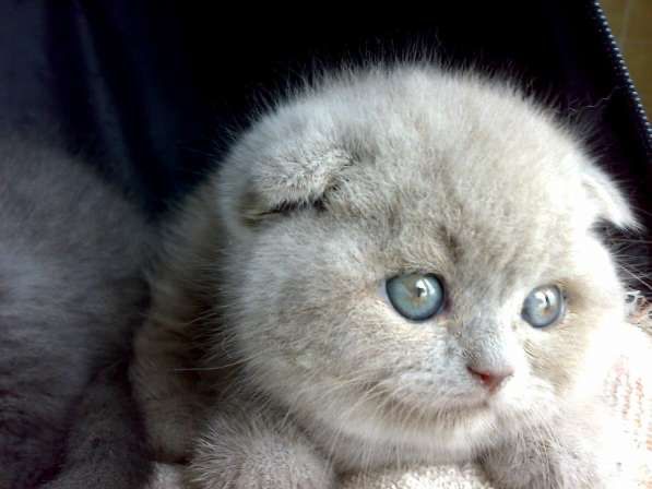 Вислоухие котята