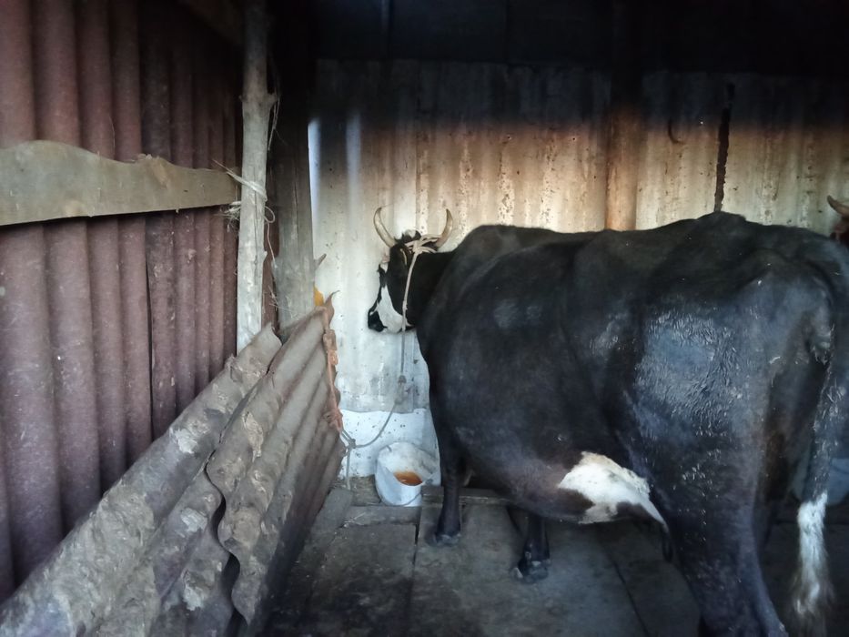 Продам Корова дойная