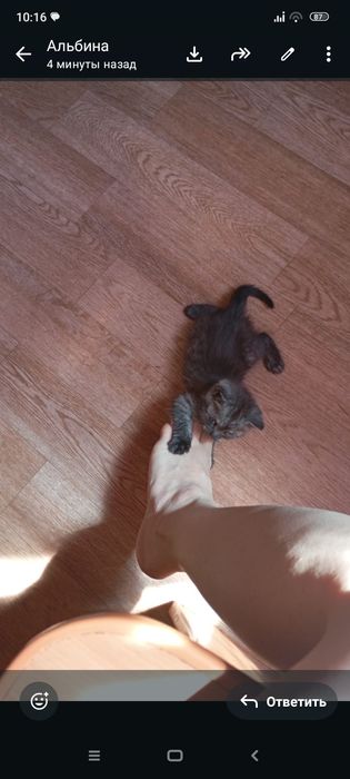 Бриташка 1 месяц..Приучены