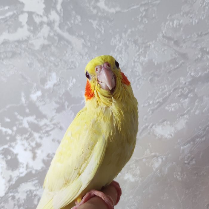 Karella ruchnoy sotiladi ручной попугай карелла