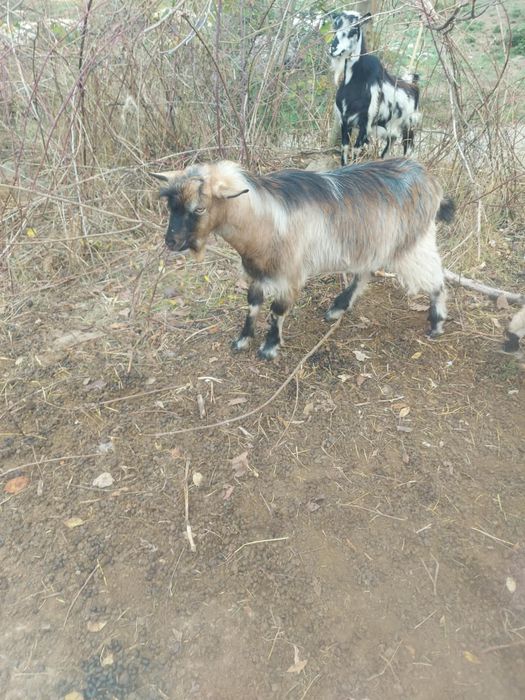 Vând țapi, de rasă și comuni