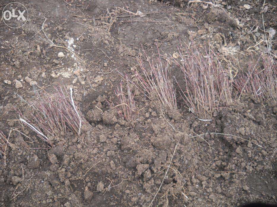 Aronia la Super Pret (Oferta) 4,50 lei