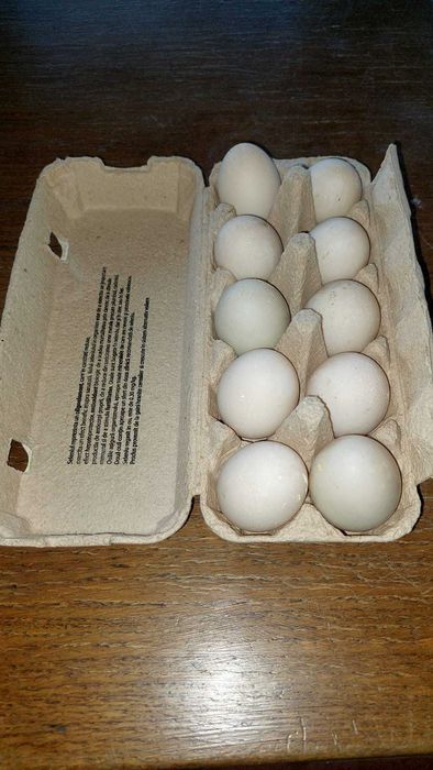 Oua de rate alergatoare (indiene)