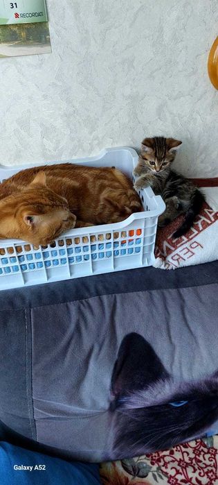 Продается котенок