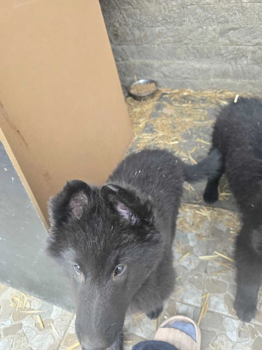 Ciobanesc belgian groenendael