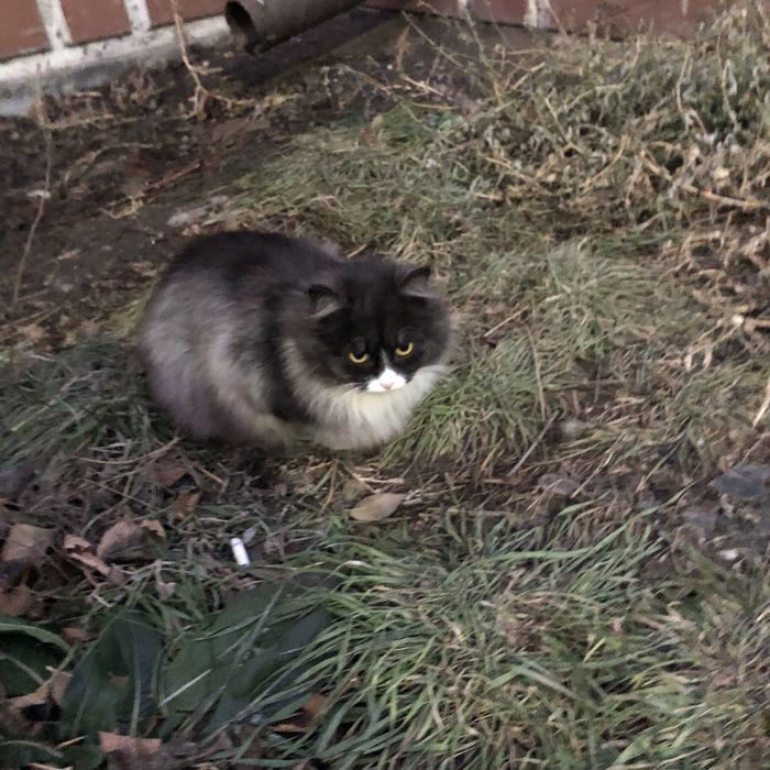 Животные. Кошки.