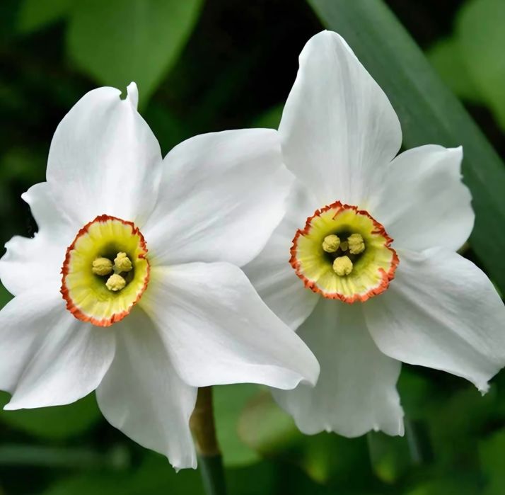 Bulbi de narcisa și bulbi zefirantes alb