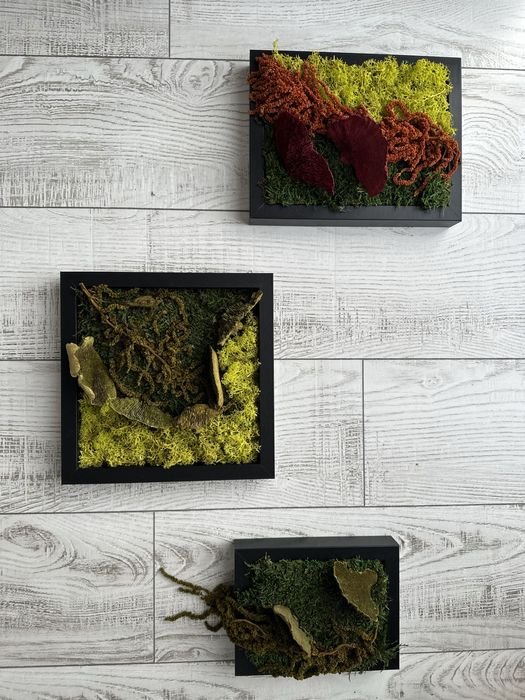 Tablouri licheni noi 3bucati