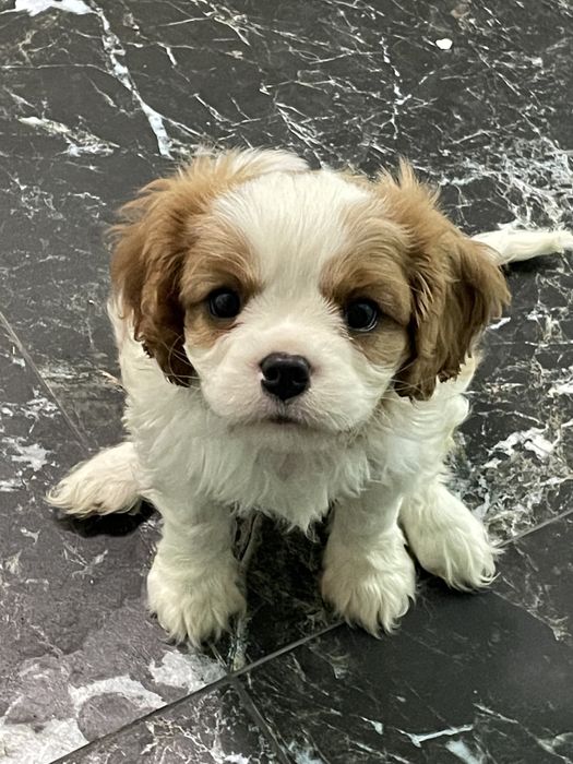 Щенки кавалер кинг чарльз спаниель