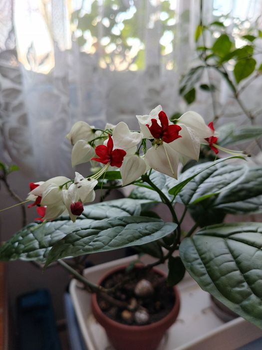 Комнатный цветок Клеродендрум