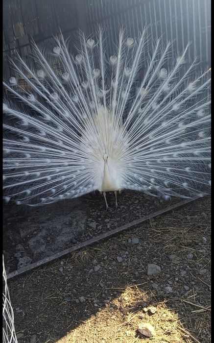 Pauni albi si colorați