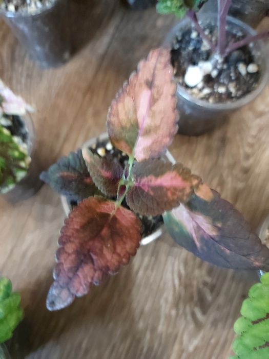 Продам колеусы по