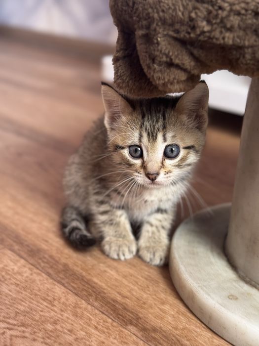 Породистые котята бесплатно
