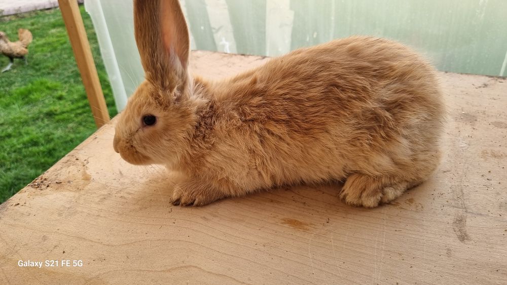 Бургун куен сотилади самец!