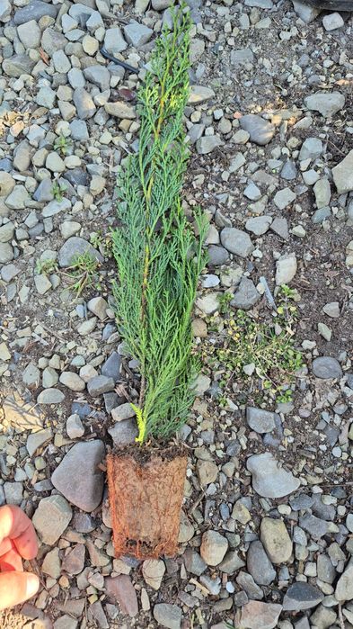 Leylandii 50/70/90cm producator