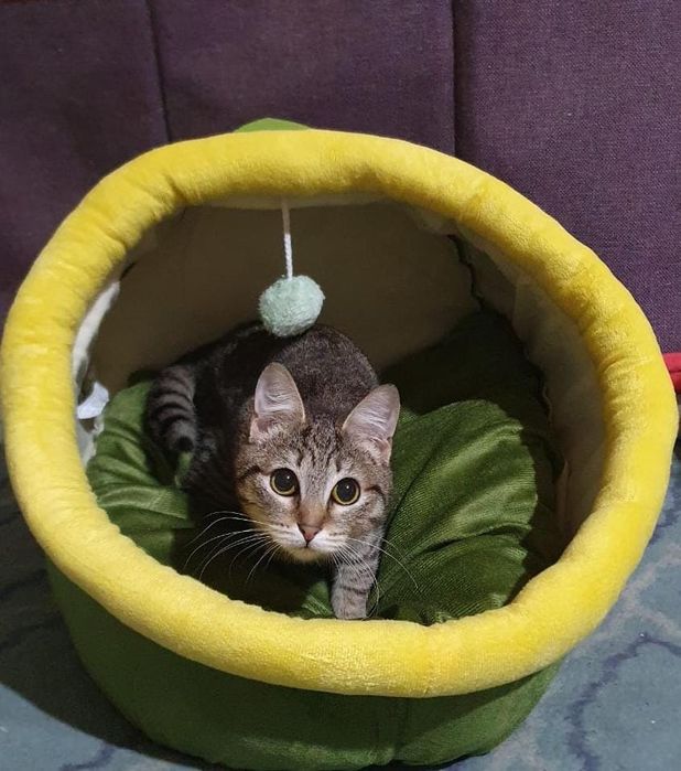 Кошечка дюймовочка