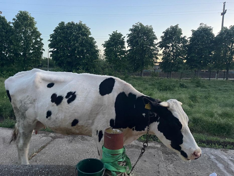 Vaca cu lapte de vanzare