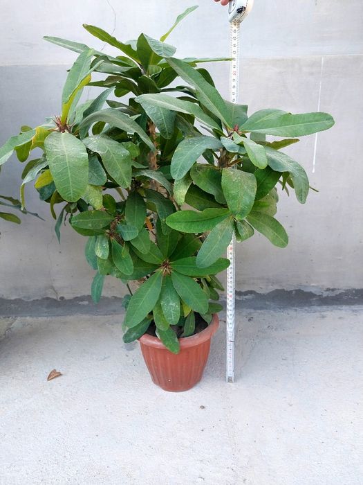 Малочай. розивий.