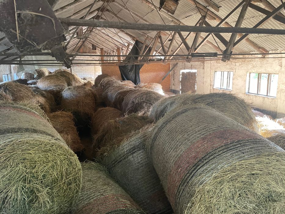 Vand Baloti Lucerna/Fan 2025