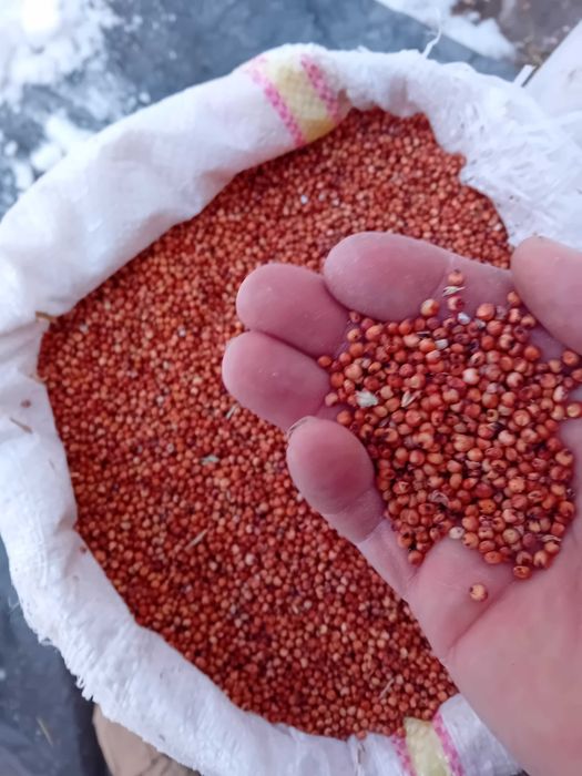 vind Porumb Stuleti Pret 0 60, Lei,Recolta 2005 Foarte bine uscati.