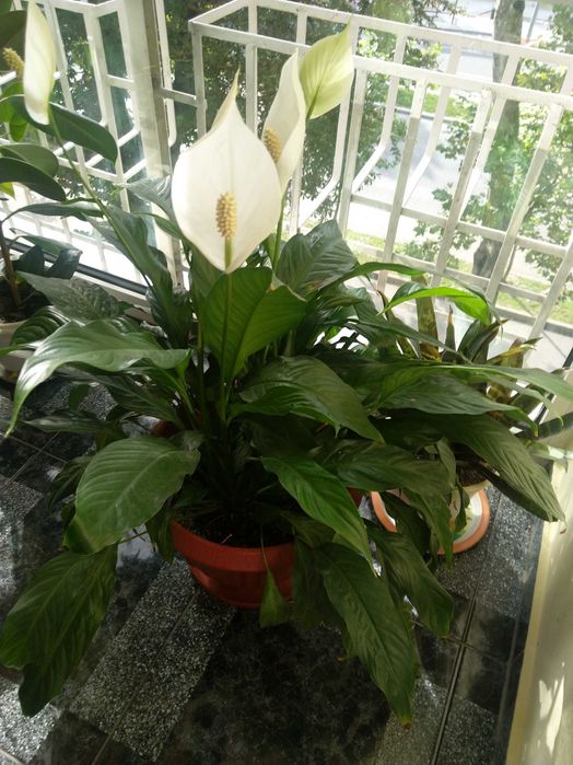 Vând Floare, Crinul Păcii sau Floarea Lunii.