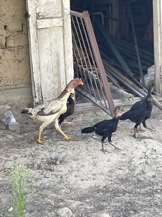 Daken koraz mekenimen birge