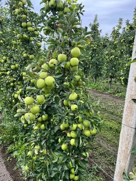 Pomi fructiferi columnari calitate deosebita