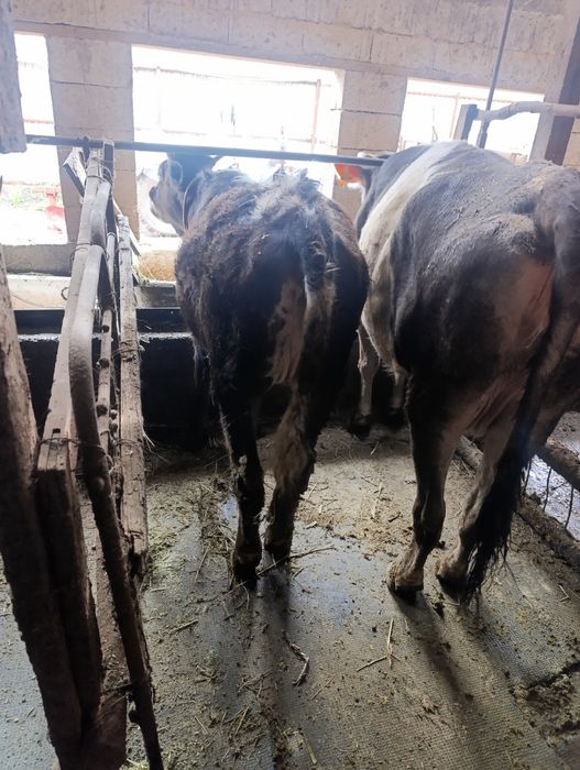 Продам тёлочку возраст 1 год