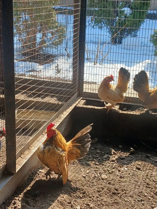 Продам  карликовых кур порода серама