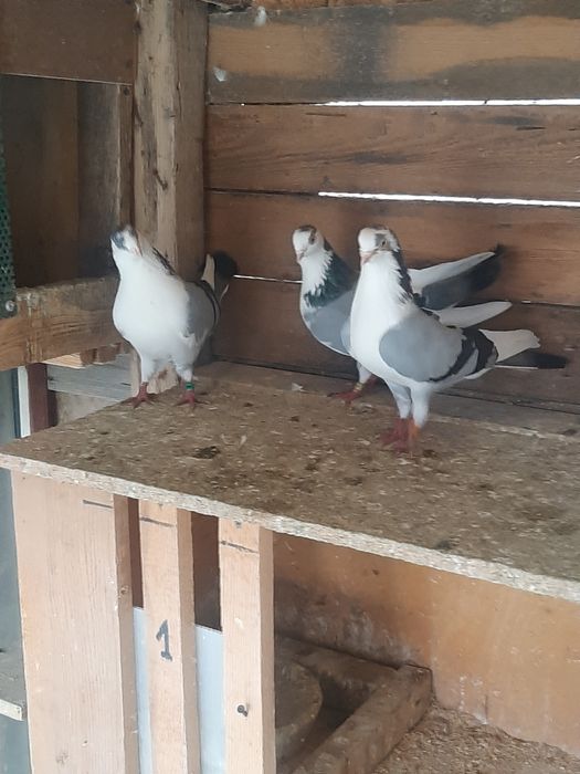 Porumbei jucători gălățeni și amara