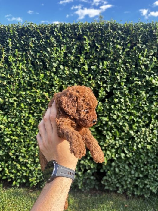 Мини пудел момичета и момче / Mini Poodle Girls and Boys