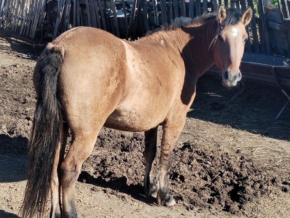 Кабыла продаётся    .