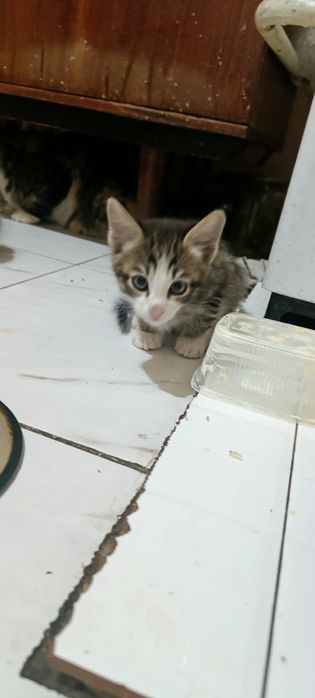 Отдам котят ,помесь с майкуном