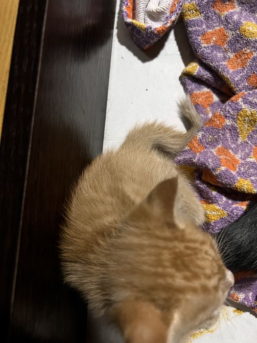 Отдам котят в добрые руки