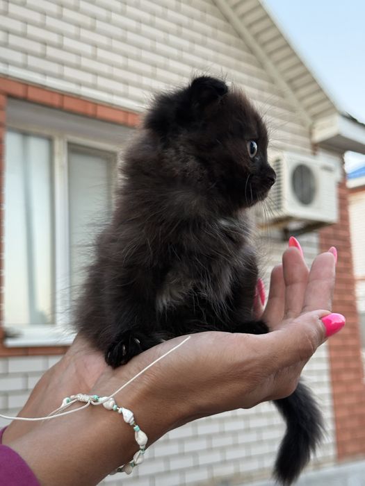 Отдадим котят вислоухих