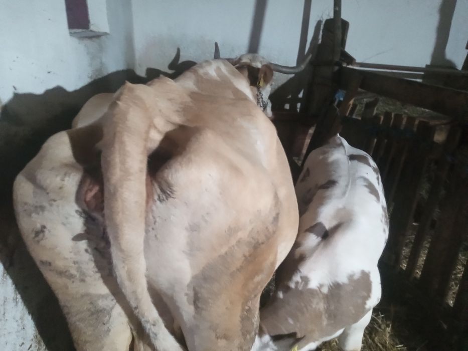Vaca cu vițea de vânzare