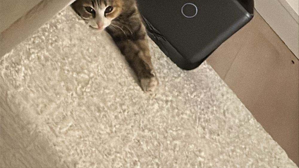 Отдам кошку в хорошие руки