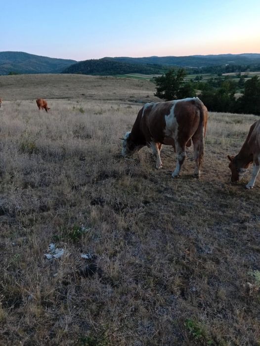 Taur mare de vanzare