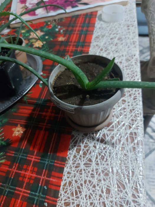 Продам растение АЛОЭ
