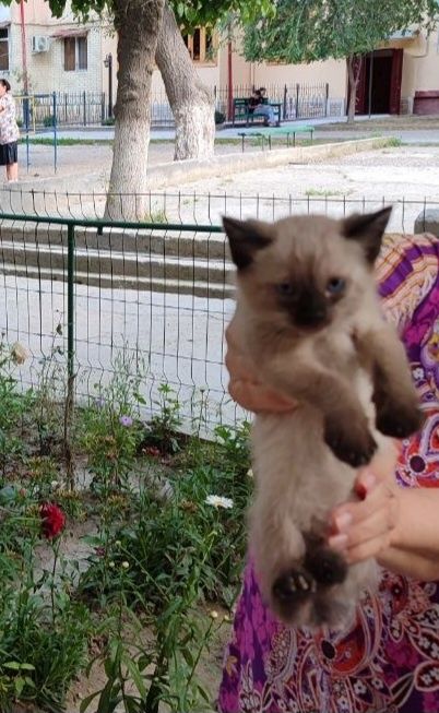 Маленький котёнок