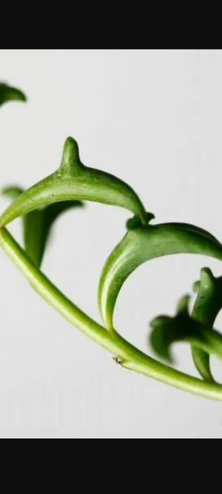 комнатные цветы не дорого