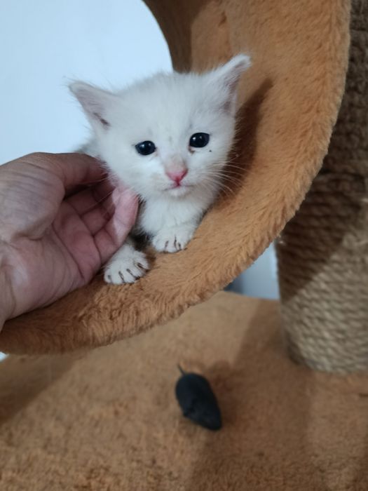 Котёнки в добрые руки