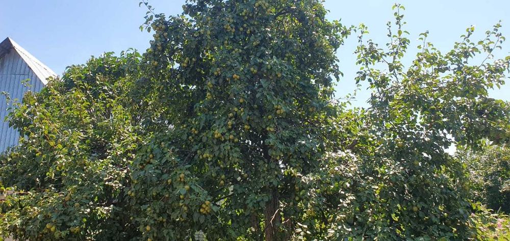 продам дачу в черте города