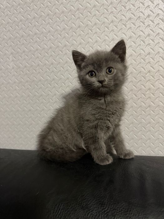 Две женски котенца Британска късокосместа котка