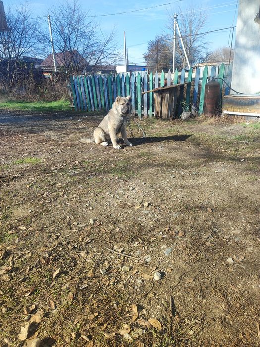 Алабай күшік сатылады