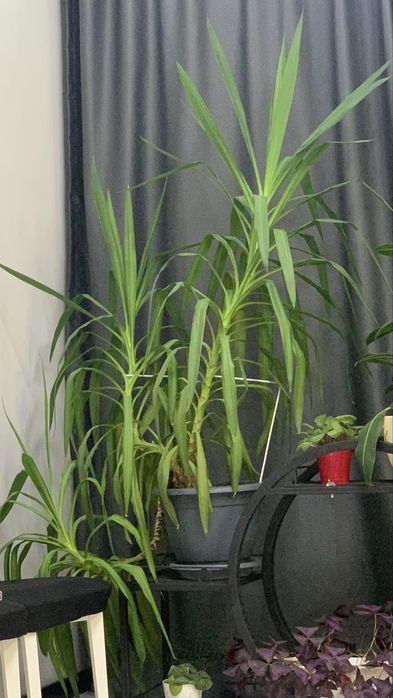 Продам Драцену, очень большую