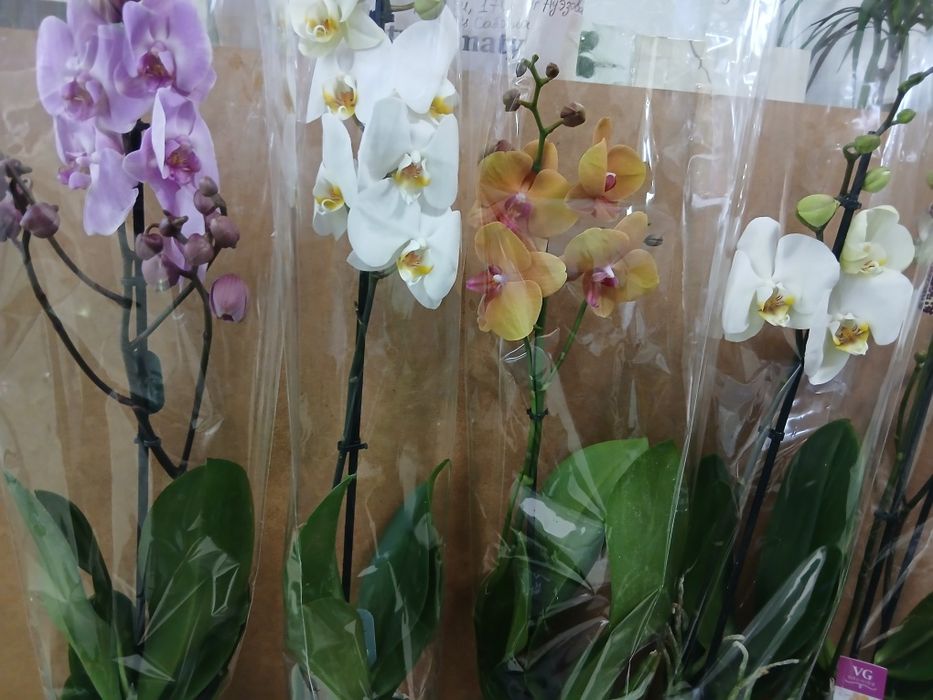 Орхидея из Голландии