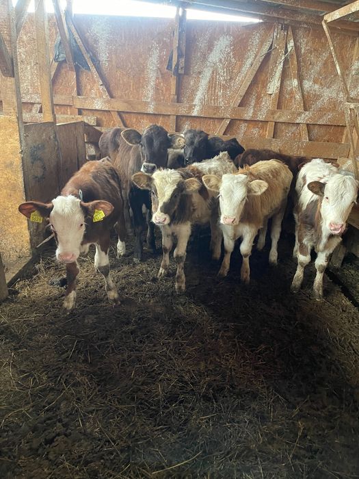 Vitei sugari si intarcati pentru crescut ! Exemplare frumoase,