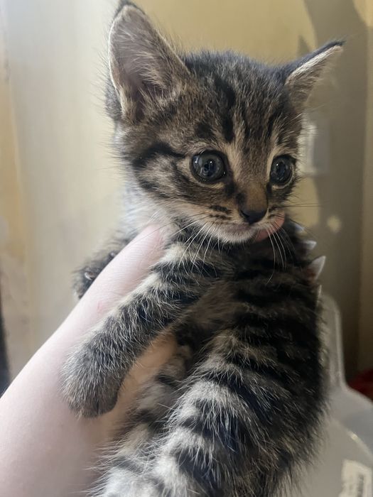 Котята бесплатно