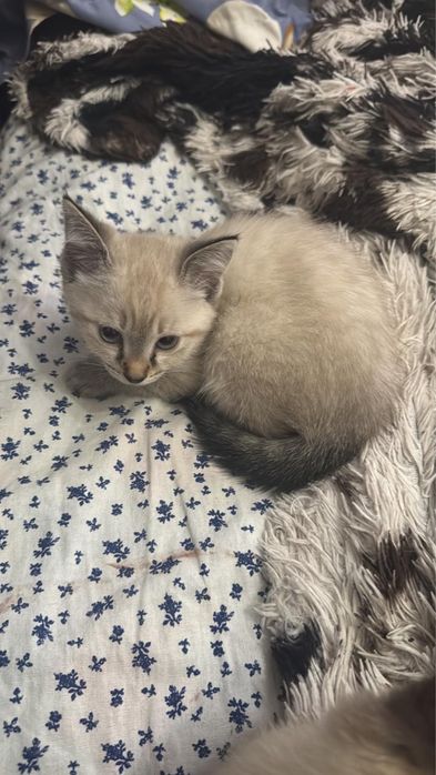 Котята ищут любящий дом